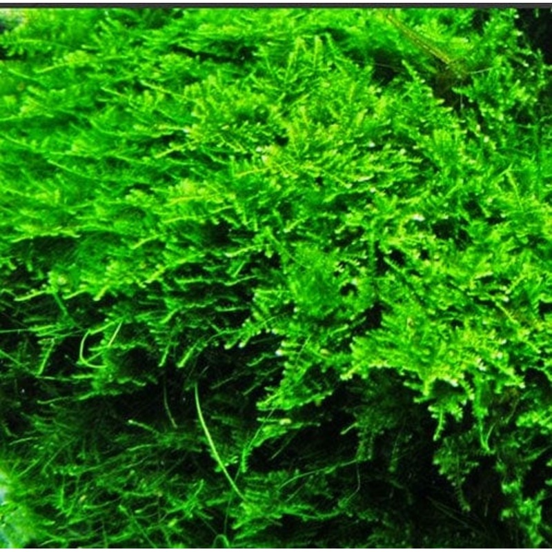 Christmas Moss - Vesicularia Montagnei