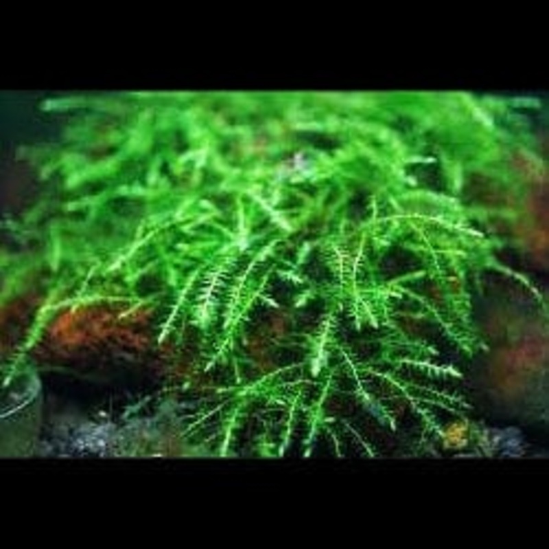 Crescent Moss - Drepanocladus Aduncus