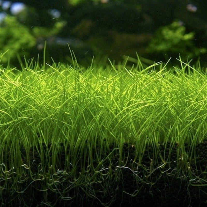 Eleocharis Parvulus  (Dwarf Hairgrass)