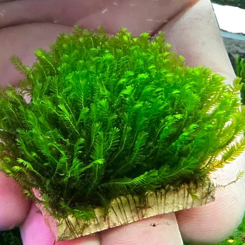 Fissidens Mini Vietnam 4.5x4.5cm