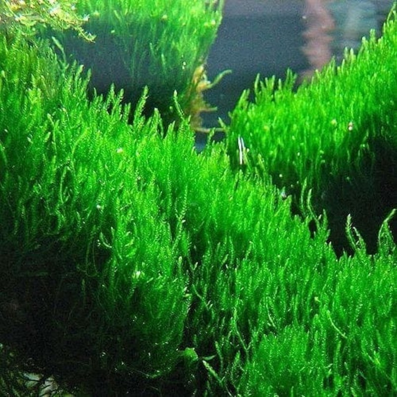 Flame Moss - Taxiphyllum Sp.