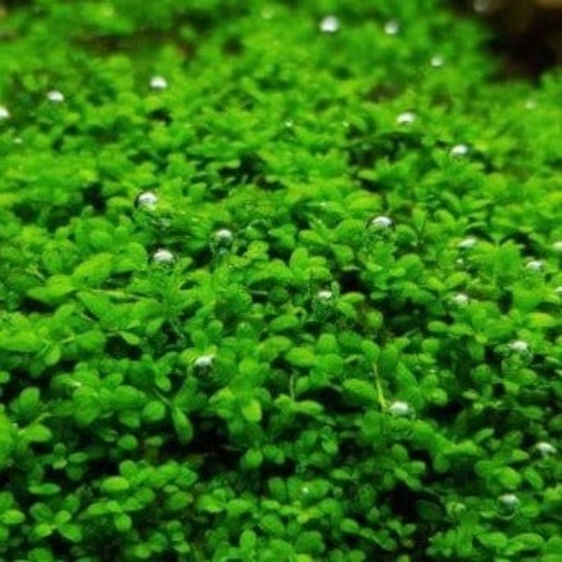 Hemianthus Callitrichoides 'Cuba' (HC)