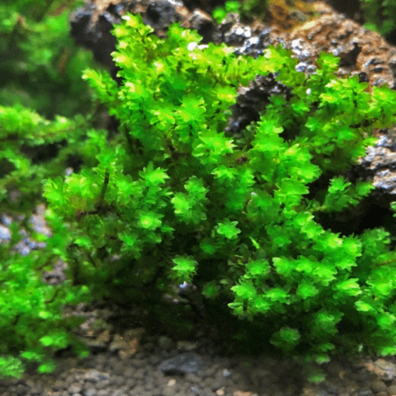 Hookeriacea Moss - Distichophyllum Sp. (4.5 x 4.5cm)