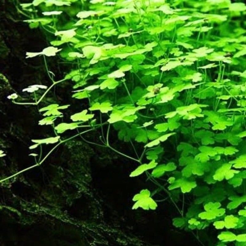 Hydrocotyle Tripartita 'Japan' Mini