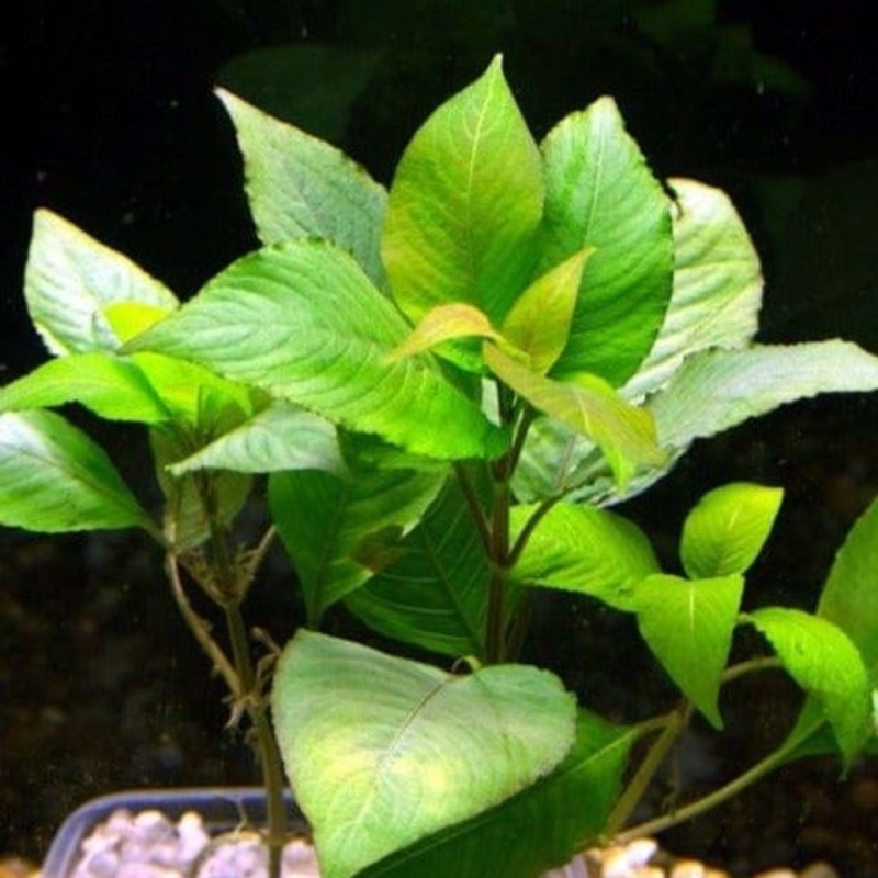 Hygrophila Corymbosa (Kompakt)