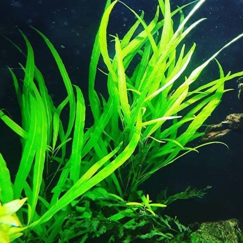 Hygrophila Salicifolia (Willow)