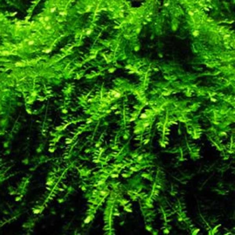 Java Spring / Mini Weeping Moss 2.5x2.5cm