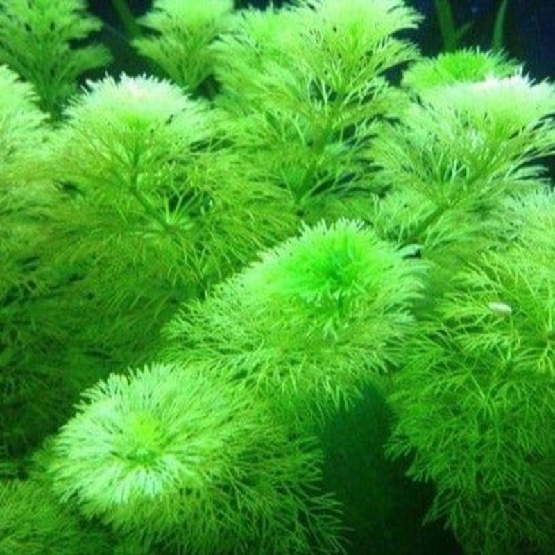 Limnophila Sessiliflora (Ambulia)