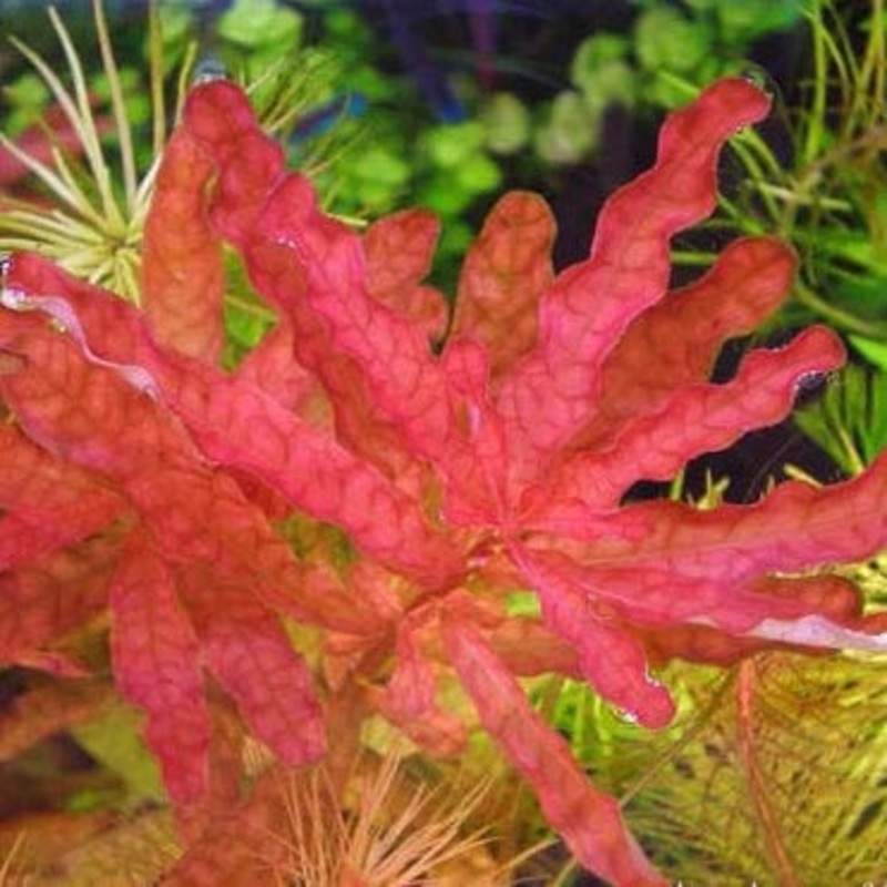 Ludwigia inclinata