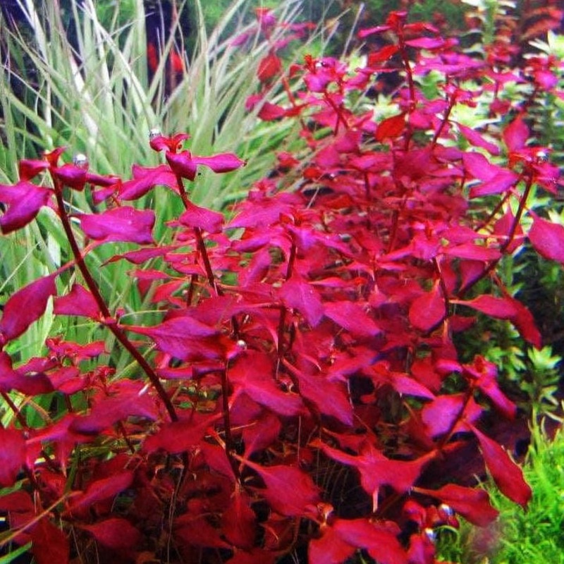 Ludwigia Palustris  Sp. Super Red Mini