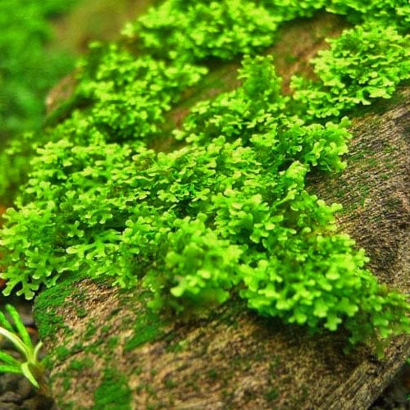 Micro Coral Moss - Riccardia Chamedryfolia (2.5x5cm)