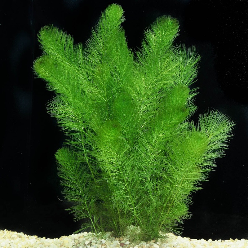 Myriophyllum Simulans (Filgree Milfoil)
