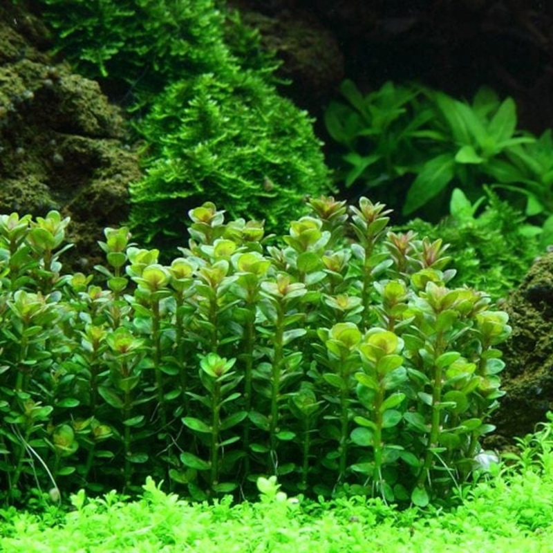 Rotala Indica (Bonsai) - Emerse Grown