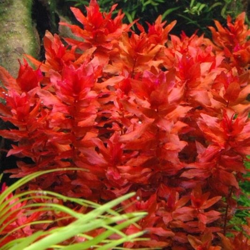 Rotala Macranda Red