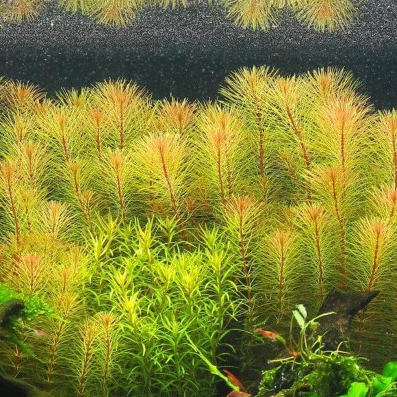 Rotala Sp. Vietnam