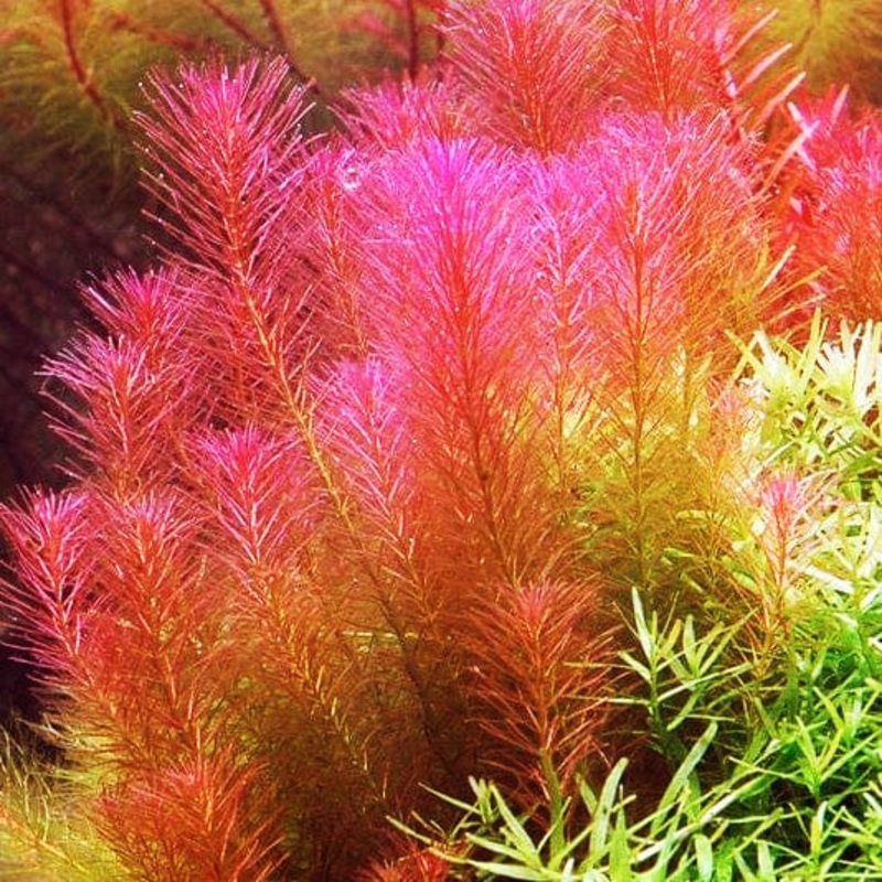 Rotala Wallichii
