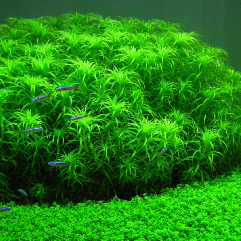 Syngonanthus Macrocaulon (Belem)