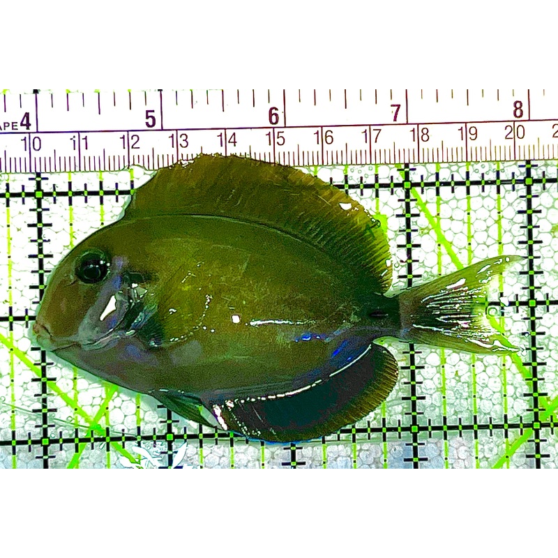 Eye Line Black Shoulder Tang ELBST020501 WYSIWYG Size: L 4" approx