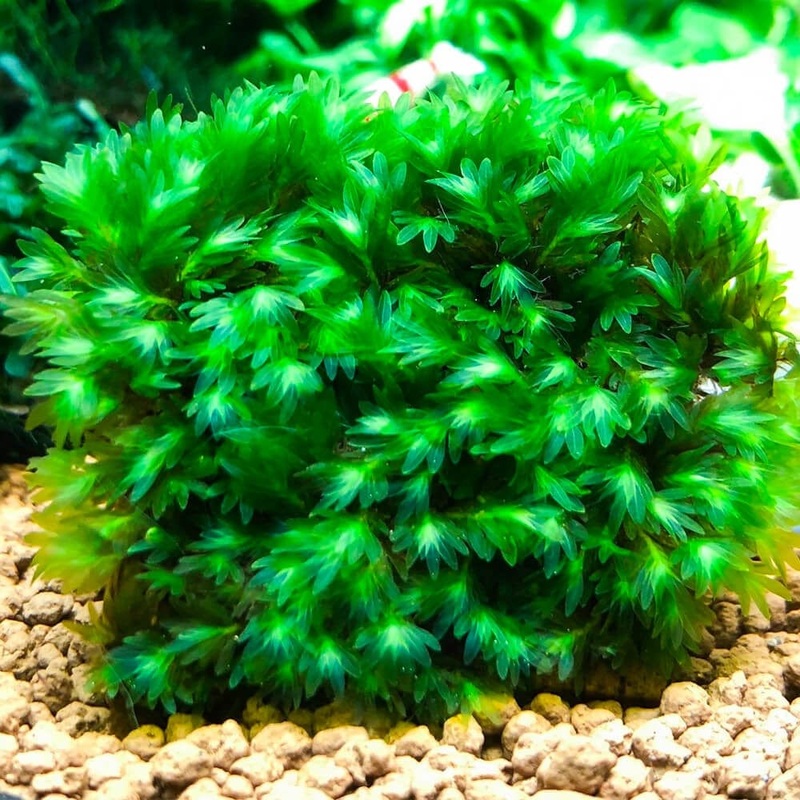Fissidens Miroshaki Moss 2.5x4.5cm