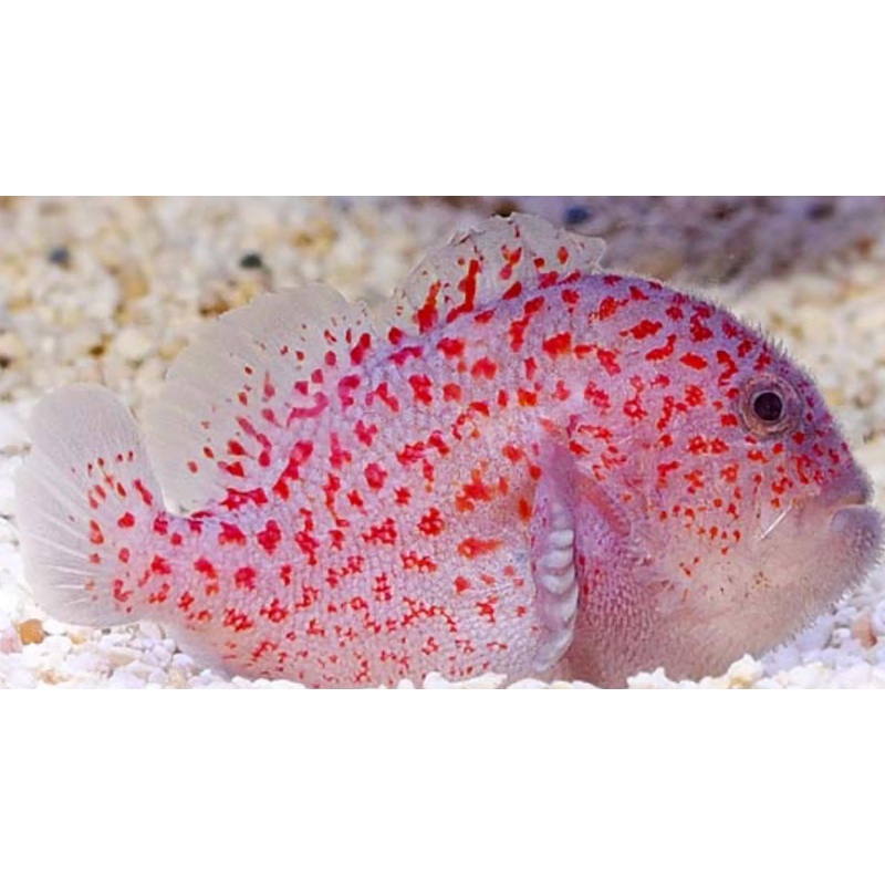 Madagascar Gumdrop Coral Croucher Goby