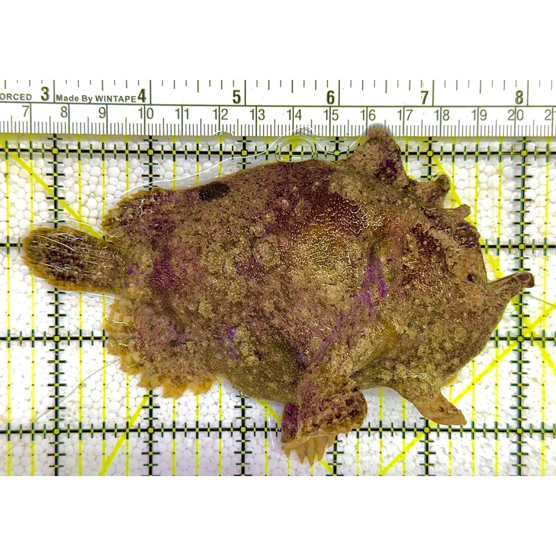 Angler A020501 WYSIWYG Size: XL 5.25" approx