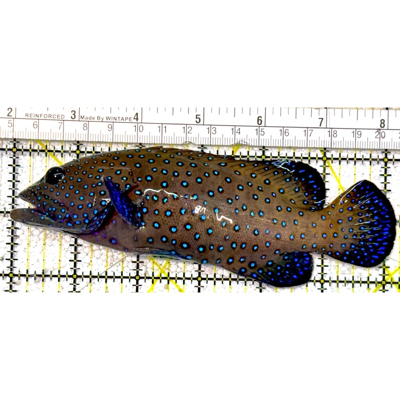 Argus Grouper AG022102 WYSIWYG Size: XL 6.25"approx