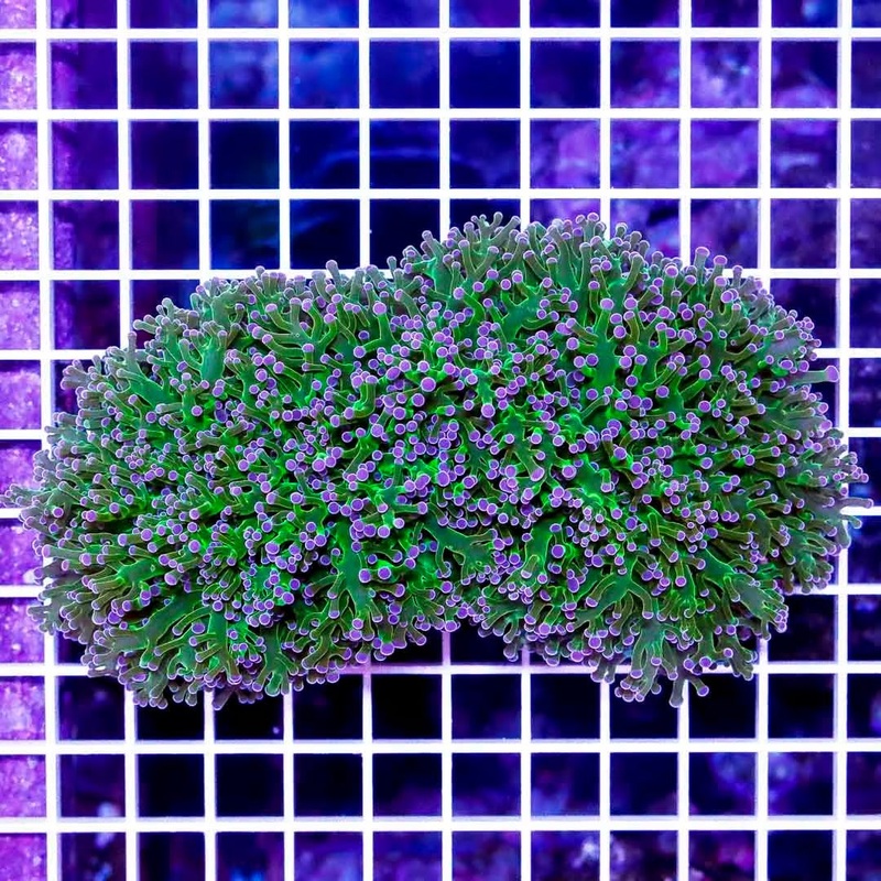 Aussie Purple Tip Neon Frogspawn Mother Colony APTNFMC022601 WYSIWYG