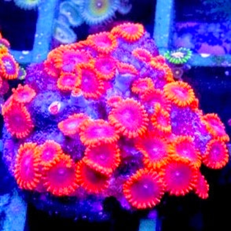 Aussie Ultra Zoa Mother Colony ZCZ021406 WYSIWYG