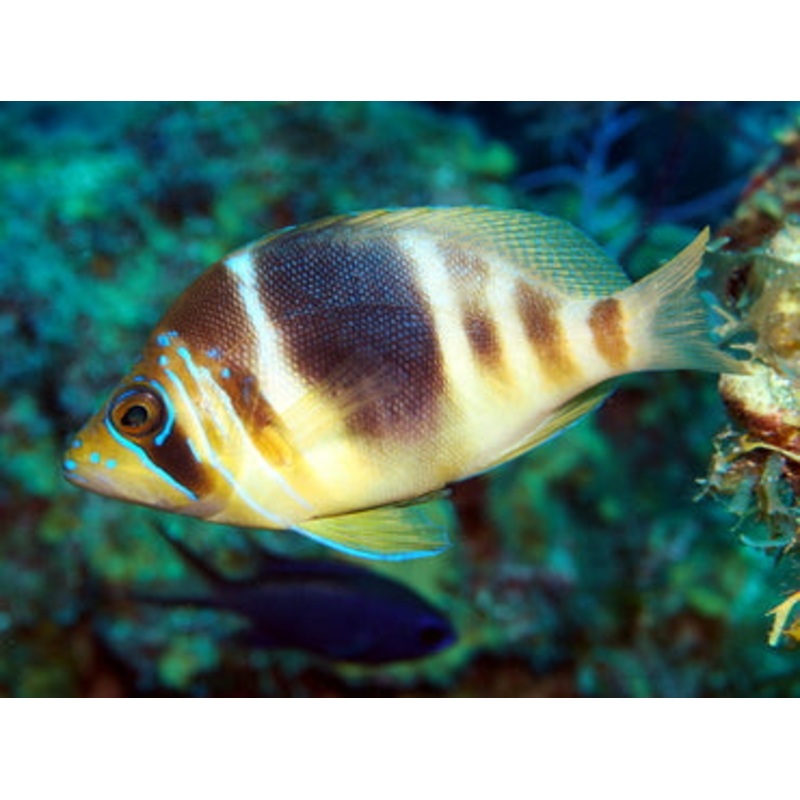 Barred Hamlet