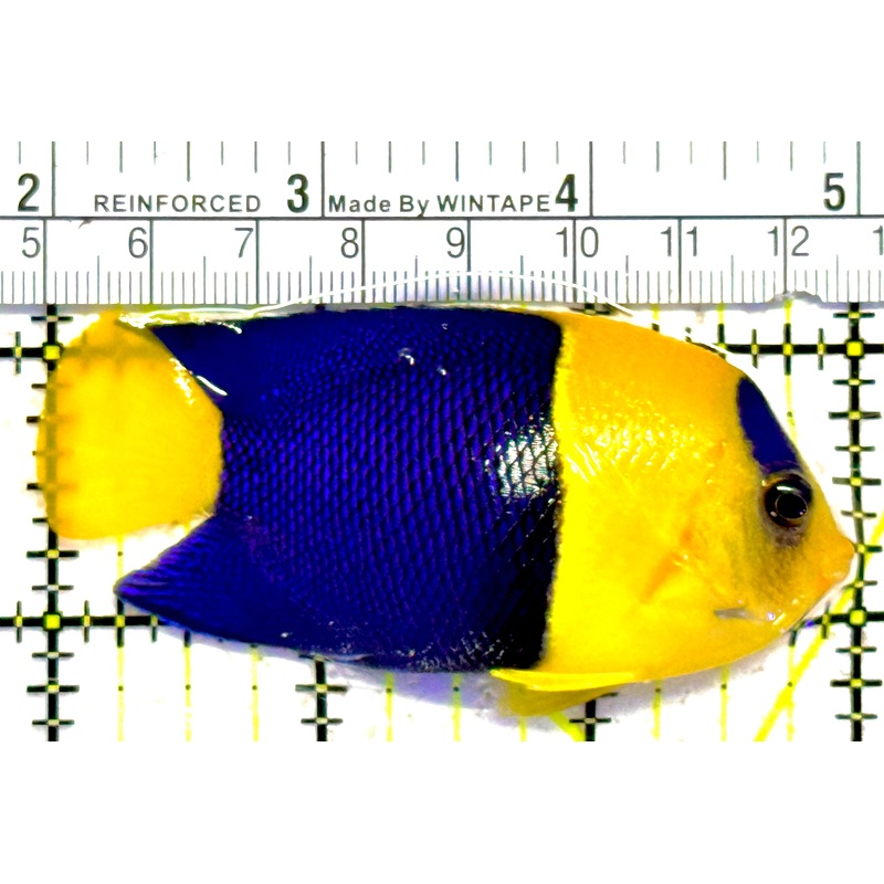 Bicolor Angelfish BA030201 WYSIWYG Size: XL 3"approx