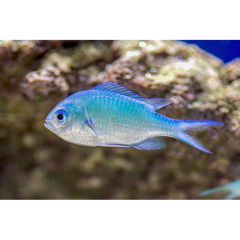 Blue Green Damsel