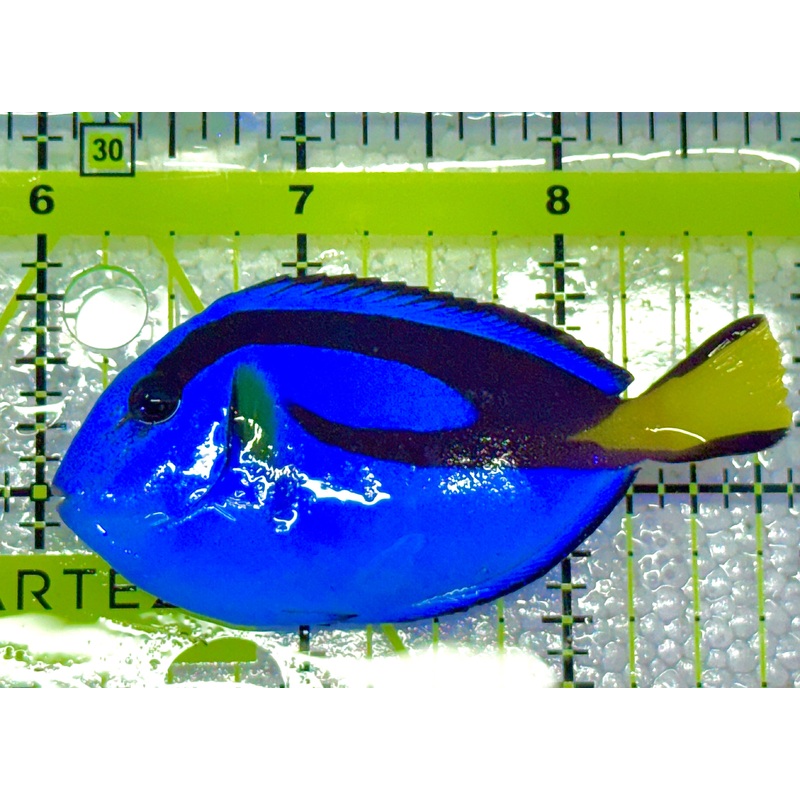 Blue Hippo Tang BHT020601 WYSIWYG Size: M 3" approx