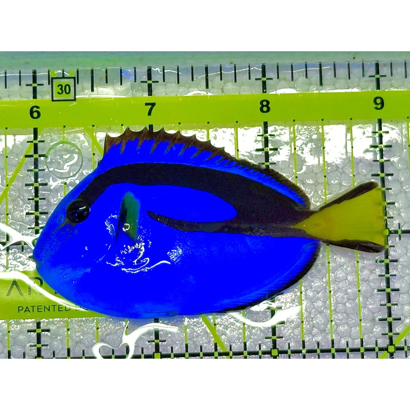Blue Hippo Tang BHT020603 WYSIWYG Size: M 3" approx