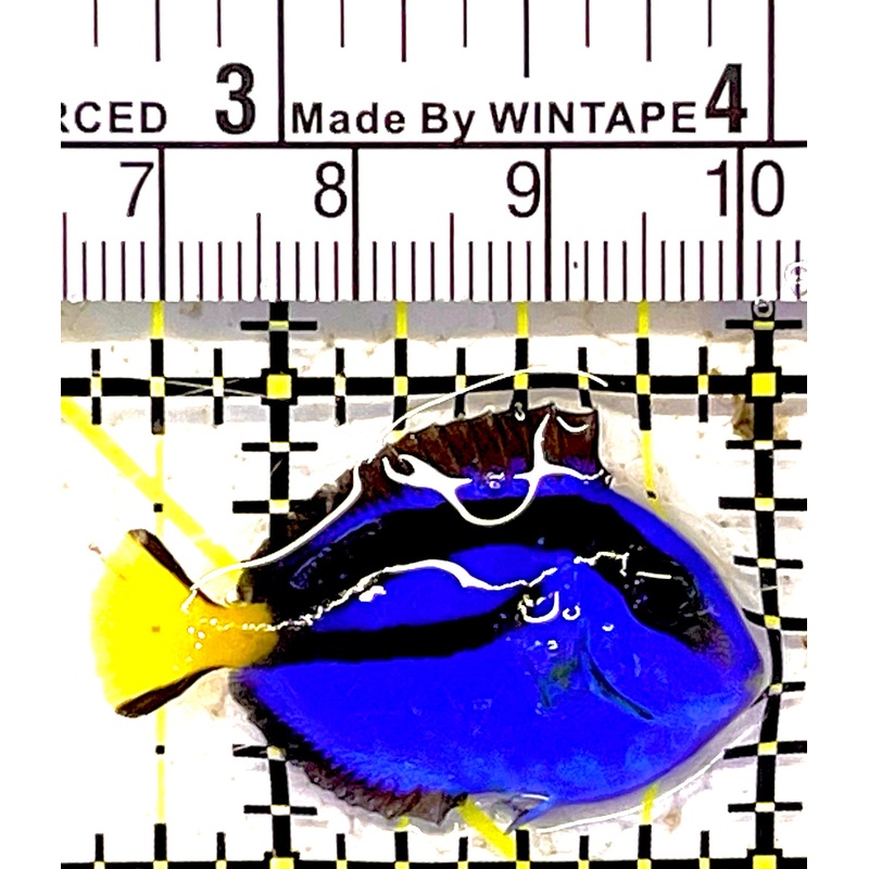 Blue Hippo Tang  BHT030301 WYSIWYG Size: Tiny 1.5" approx