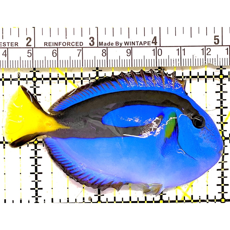 Blue Hippo Tang BHT030303 WYSIWYG Size: M 3.5" approx