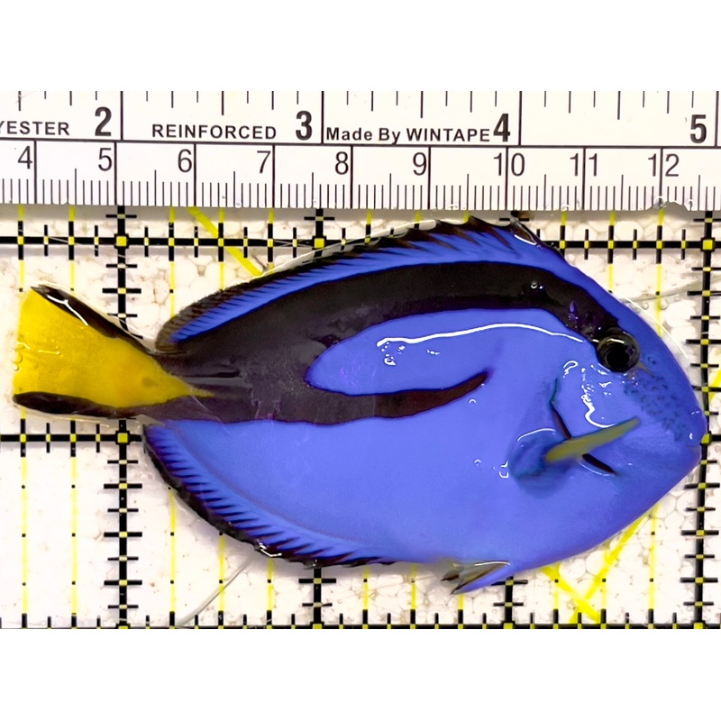 Blue Hippo Tang BHT030304 WYSIWYG Size: M 3.5" approx