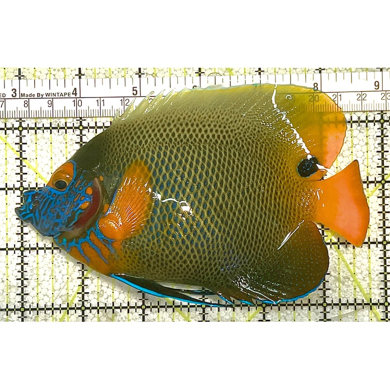 Blueface Angelfish Adult (Sumatra Vibrant Colors) BAA020503 WYSIWYG Size: XL 5.75" approx