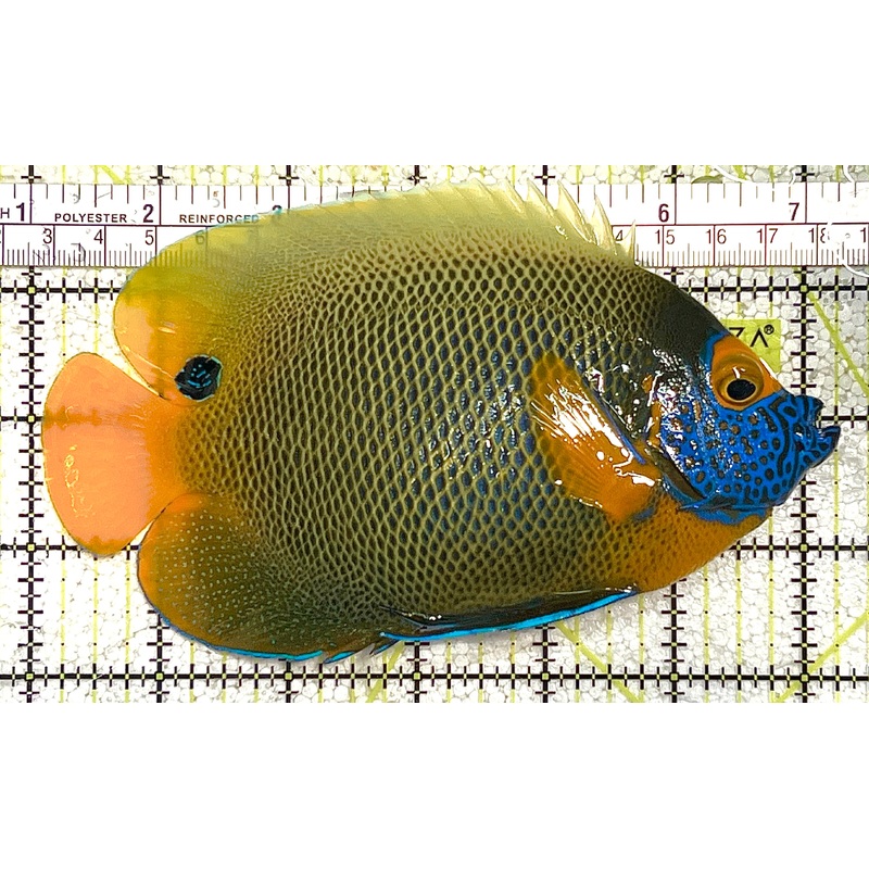 Blueface Angelfish Adult (Sumatra Vibrant Colors) BAA020505 WYSIWYG Size: XXXL/Show 6" approx