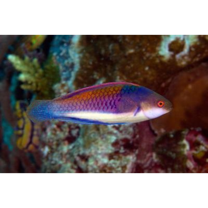 Bluesided Fairy Wrasse Size: M 3" to 4"
