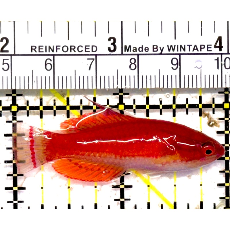 Carpenter's Flasher Wrasse CFW030401 WYSIWYG Size: XL 2" approx