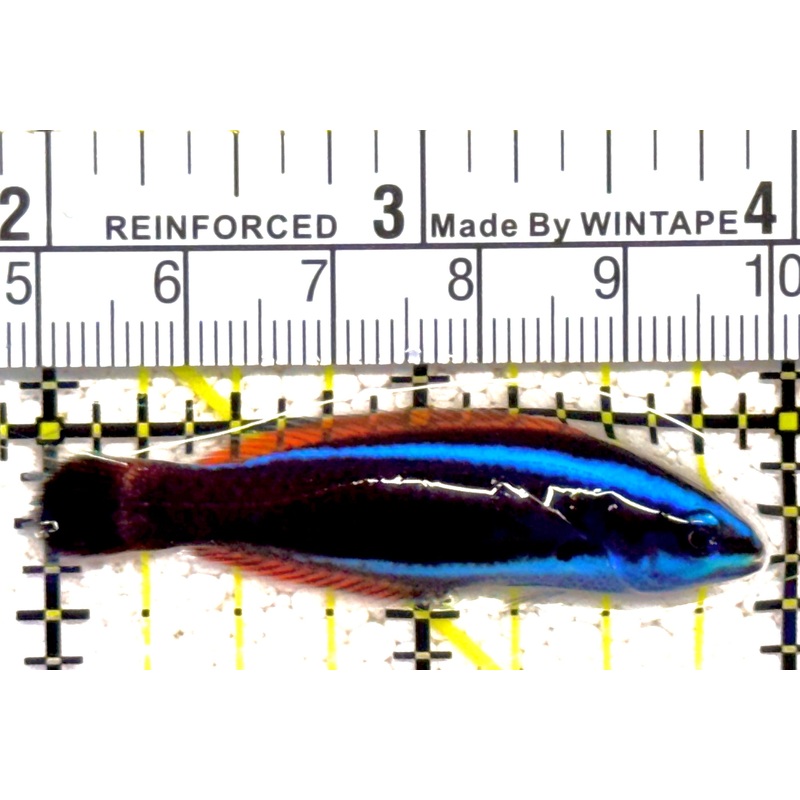 Chiseltooth Wrasse Juvenile CWJ021901 WYSIWYG Size: S 2"approx