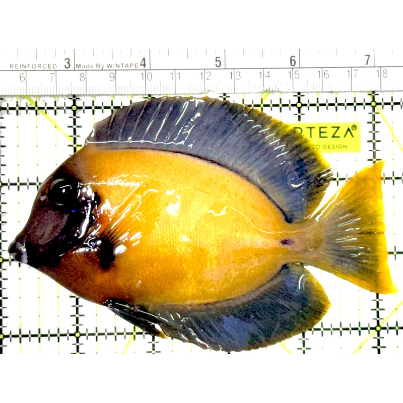 Chocolate Tang (Yellow Mimic when Juvenile) CT022202 WYSIWYG Size: L 5"approx