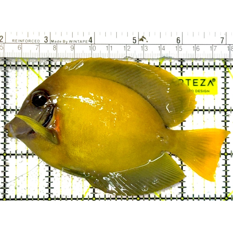 Chocolate Tang (Yellow Mimic when Juvenile) CT022203 WYSIWYG Size: L 5"approx