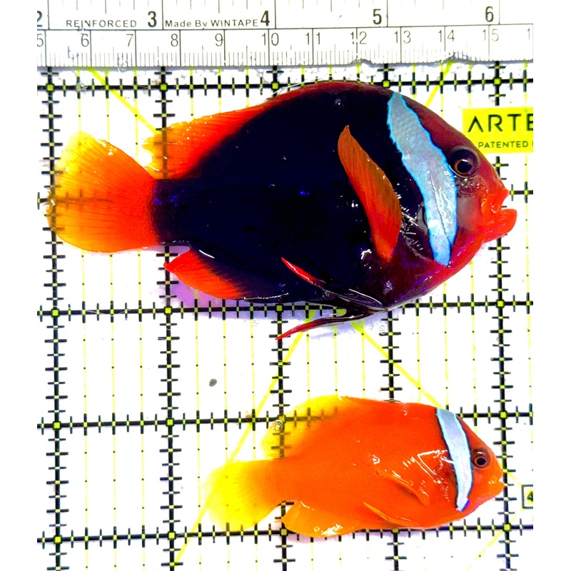 Cinnamon Clownfish Wild Caught Pair TCWCP030202 WYSIWYG Size: Show 4.25" approx