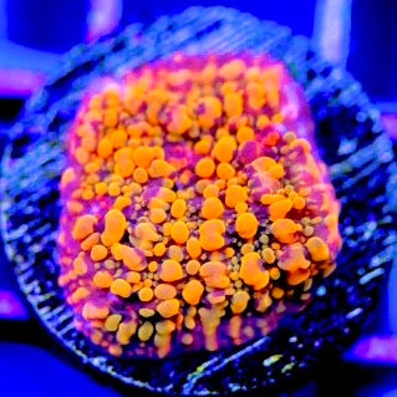 Cloudberry Chalice
