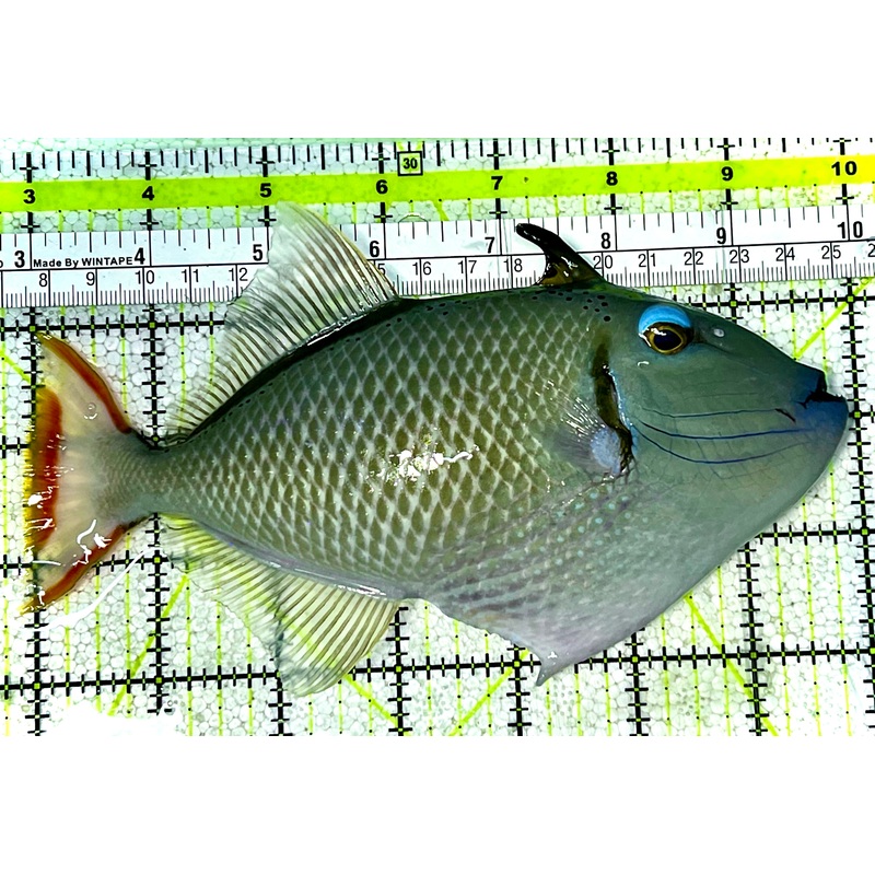 Crosshatch Triggerfish CHT022801 WYSIWYG Size: L 7" (Hawaii)
