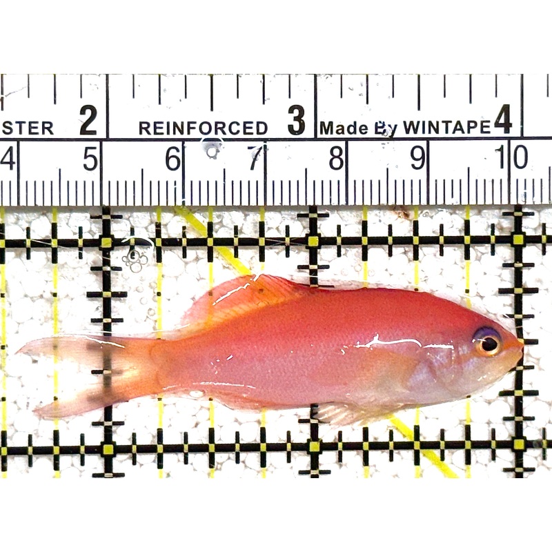 Dispar Anthias DA021101 WYSIWYG Size : L 2.25" approx