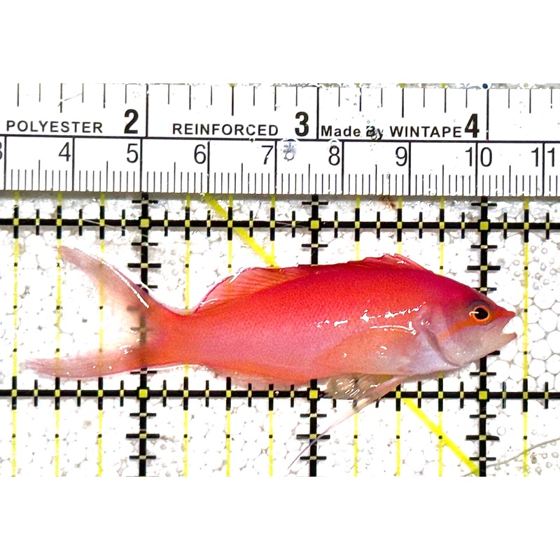 Dispar Anthias DA021102 WYSIWYG Size : XL 3" approx