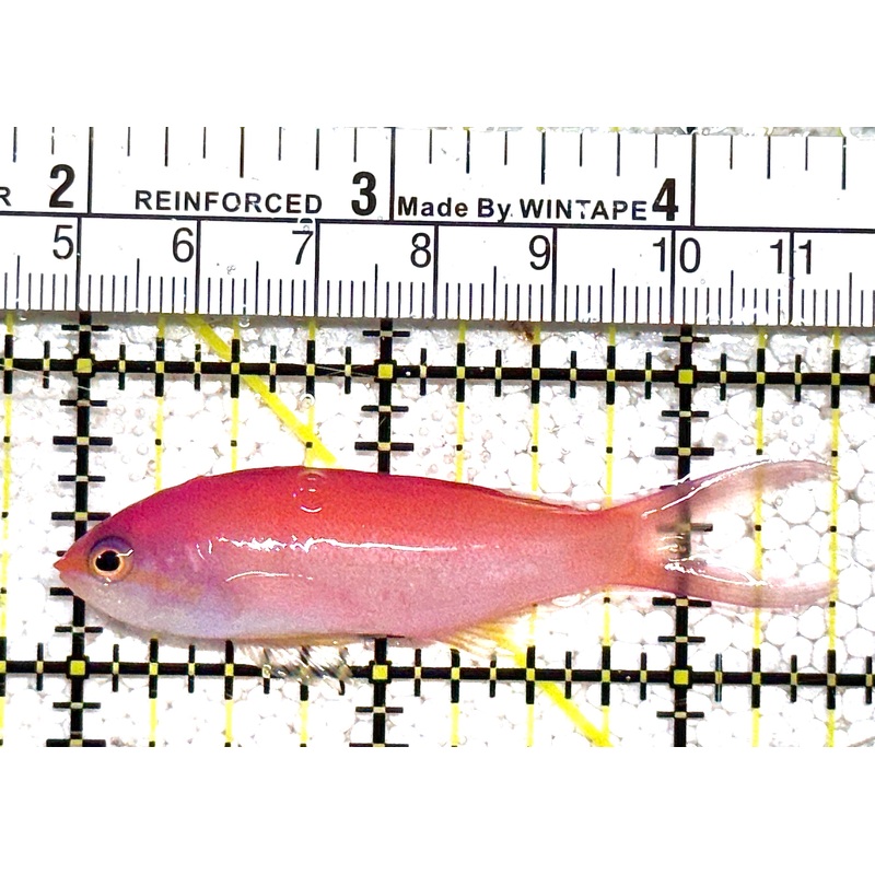 Dispar Anthias DA021103 WYSIWYG Size : XL 2.5" approx