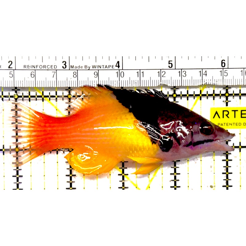 Eclipse Hogfish EH030101 WYSIWYG Size: L 4.5" approx